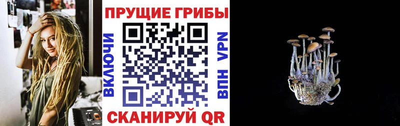 Галлюциногенные грибы Psilocybine cubensis Гаврилов Посад